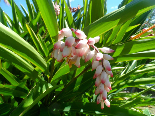 Live Shell Ginger Plant Rhizome - Alpinia Zerumbet - Exotic Porcelain Lily with Unique Flowers