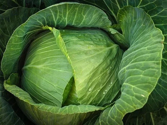 Cabbage Seeds 1000+ Heirloom Brunswick NON-GMO Fresh Brassica oleracea