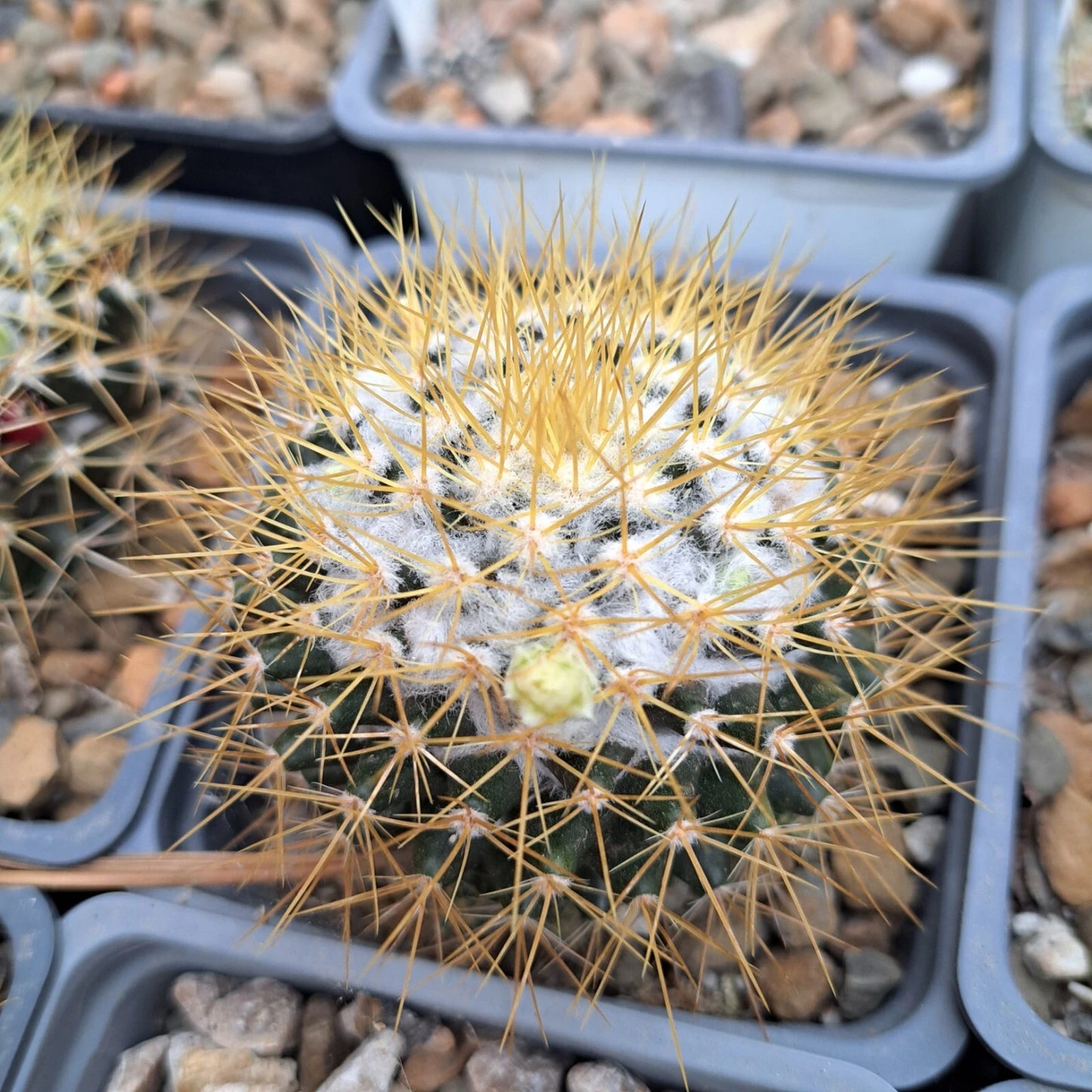Mammillaria Nivosa Succulent Plant - Bare Root Cactus Variety for Indoor or Outdoor Gardening