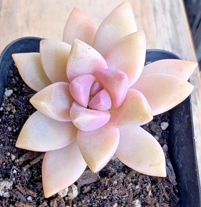 3 x Unrooted Cuttings of Pink Graptopetalum paraguayense - Ghost Plant - 2.5" Size