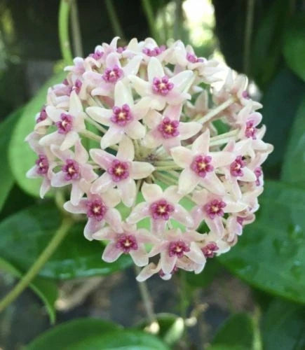 Hoya hanhiae Rooted Plant 2.5" Pot Live Houseplant