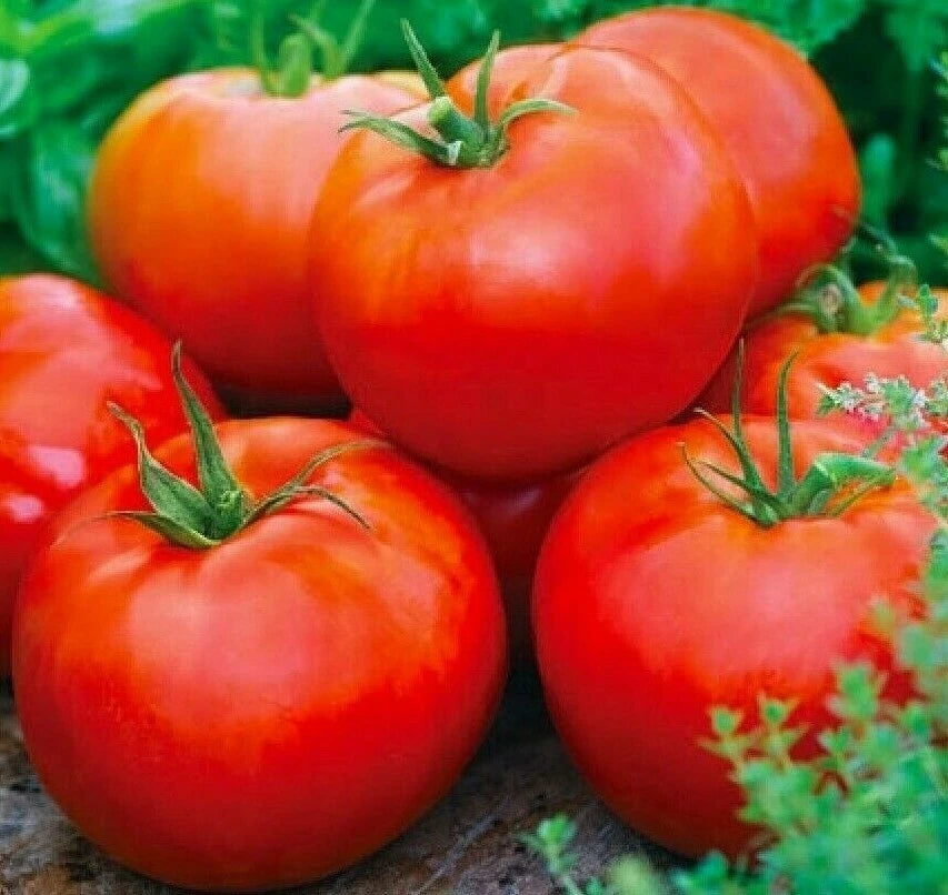 ACE 55 Tomato Seeds 100+ Pack Culinary Cooking Vegetables Sauce Solanum lycopersicum