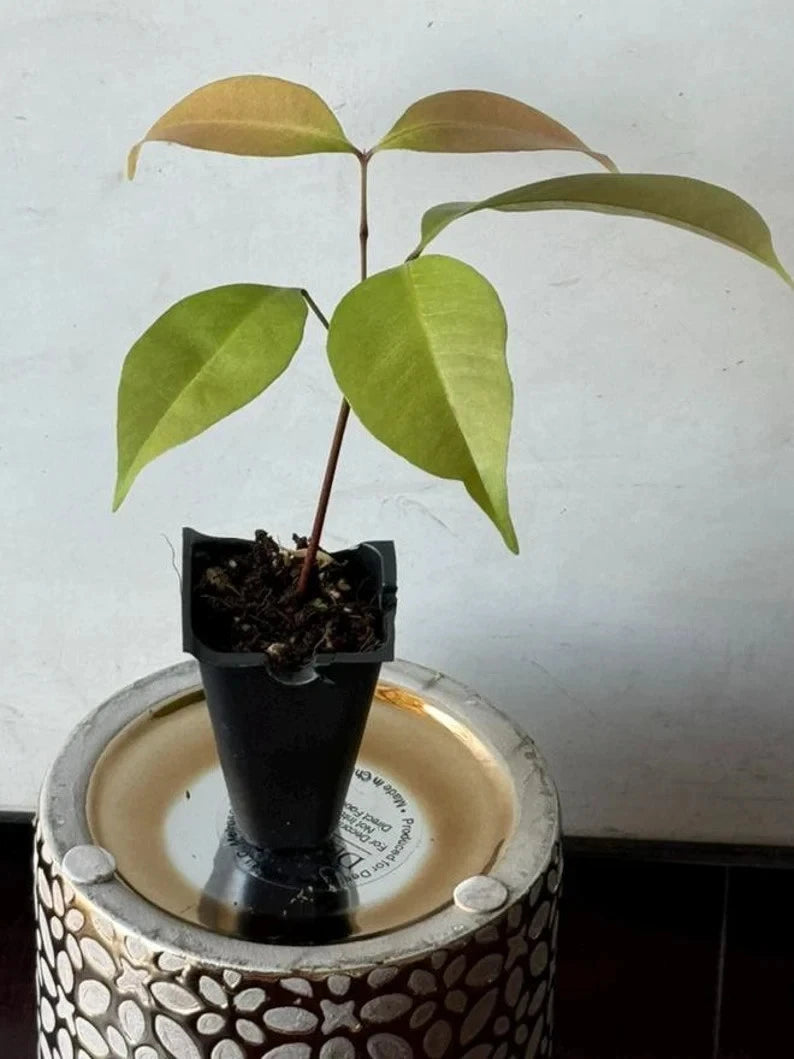 Live Emperor Lychee Plant - Tropical Fruit Tree - Fast Shipping - No State Restrictions - (Nephelium lappaceum)