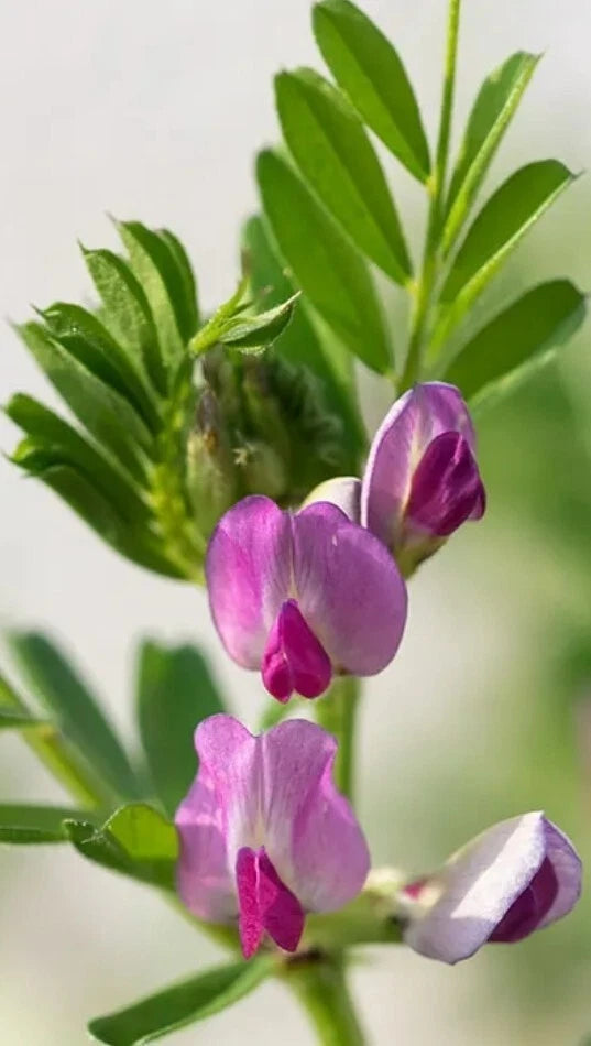 50+ Common Vetch Seeds - Heirloom Vegetable Tare, Vicia sativa for Garden Planting