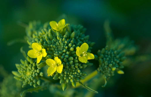 Broccoli Seeds 50 Count Raab Variety Brassica oleracea