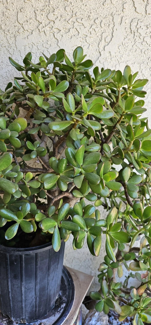 Jade Plant Cuttings 8 Inches Deep Green Crassula Ovata Succulent