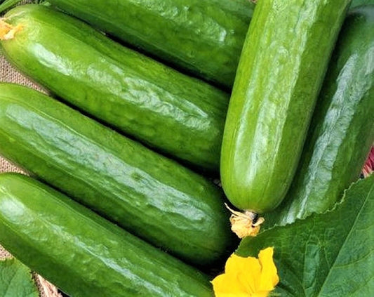 Marketer Cucumber Seeds - 60+ Non-GMO Seeds - Heirloom Variety - Cucumis sativus