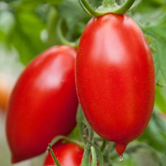 Amish Paste Tomato Seeds - Fresh Heirloom Seeds for Gardening - Solanum lycopersicum