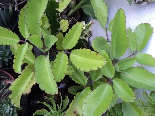 Miracle Plant Cuttings - 5 Stem Cuttings, Bryophyllum pinnatum, Organically Grown Life Plant