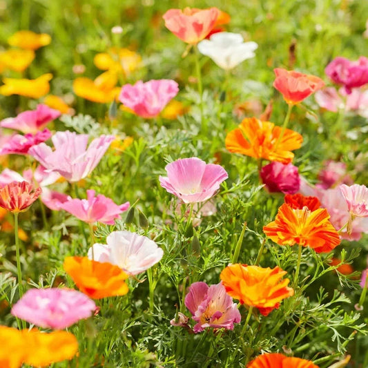 California Mission Bells Mix Poppy Seeds - 200+ Seeds for Garden - Papaver spp. - USA Grown - Free Shipping