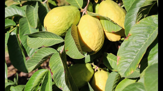 Beaumont Guava Seeds - 50+ Seeds for Garden Planting - Psidium guajava - USA Origin - Free Shipping