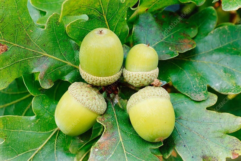 25 Acorn Seeds - White Oak Trees (Quercus alba) - 50-70 ft Height - Native Acorns for Planting - Zone 4-8