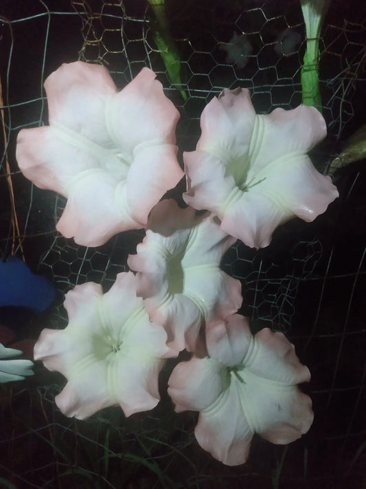 Brugmansia Cuttings - Pink Angel Trumpet - 5 Easy to Grow Cuttings - Brugmansia spp.