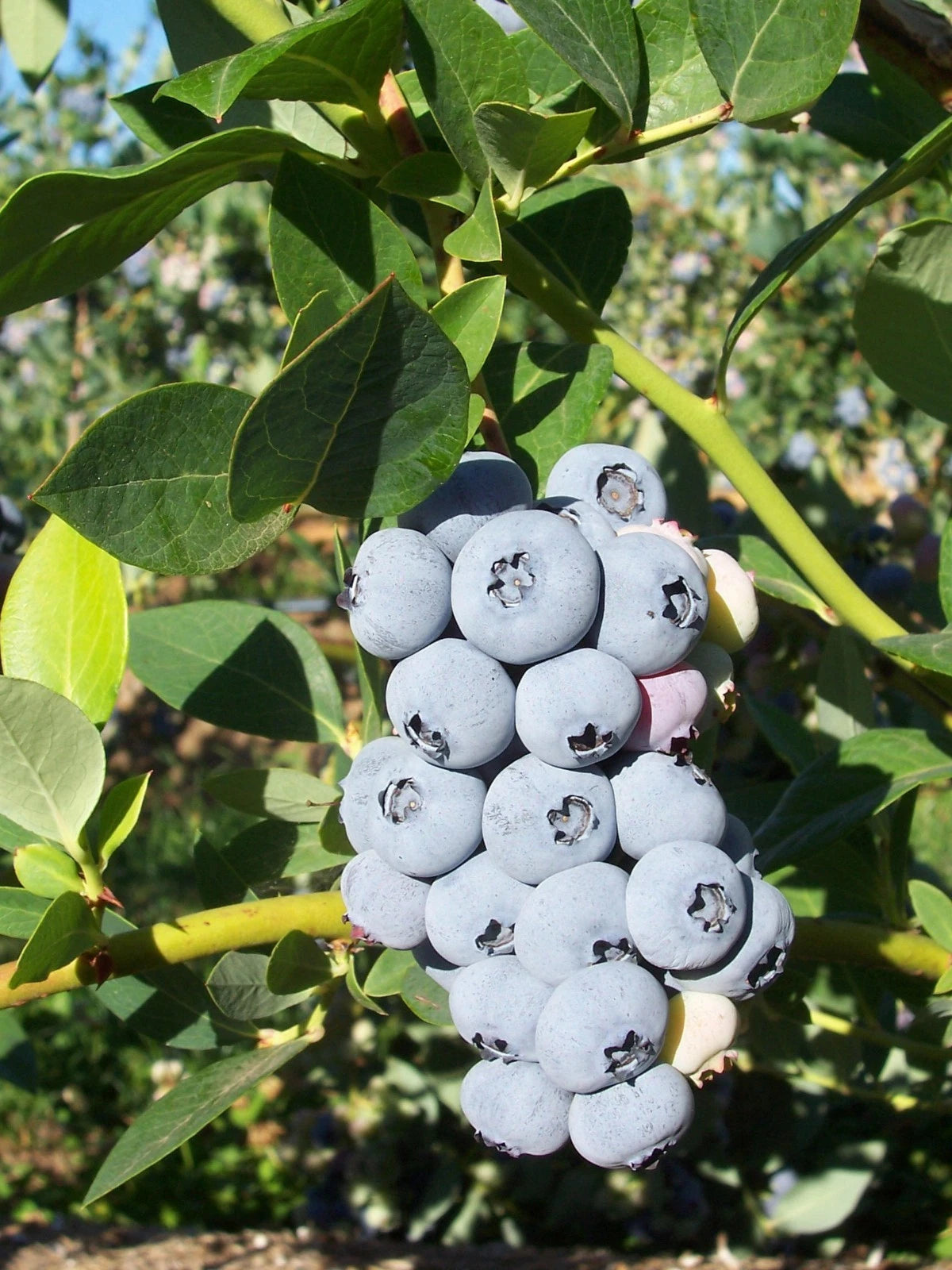 Polaris Blueberry Plant - Rooted, Zones 3-7, High Yield, Vaccinium corymbosum