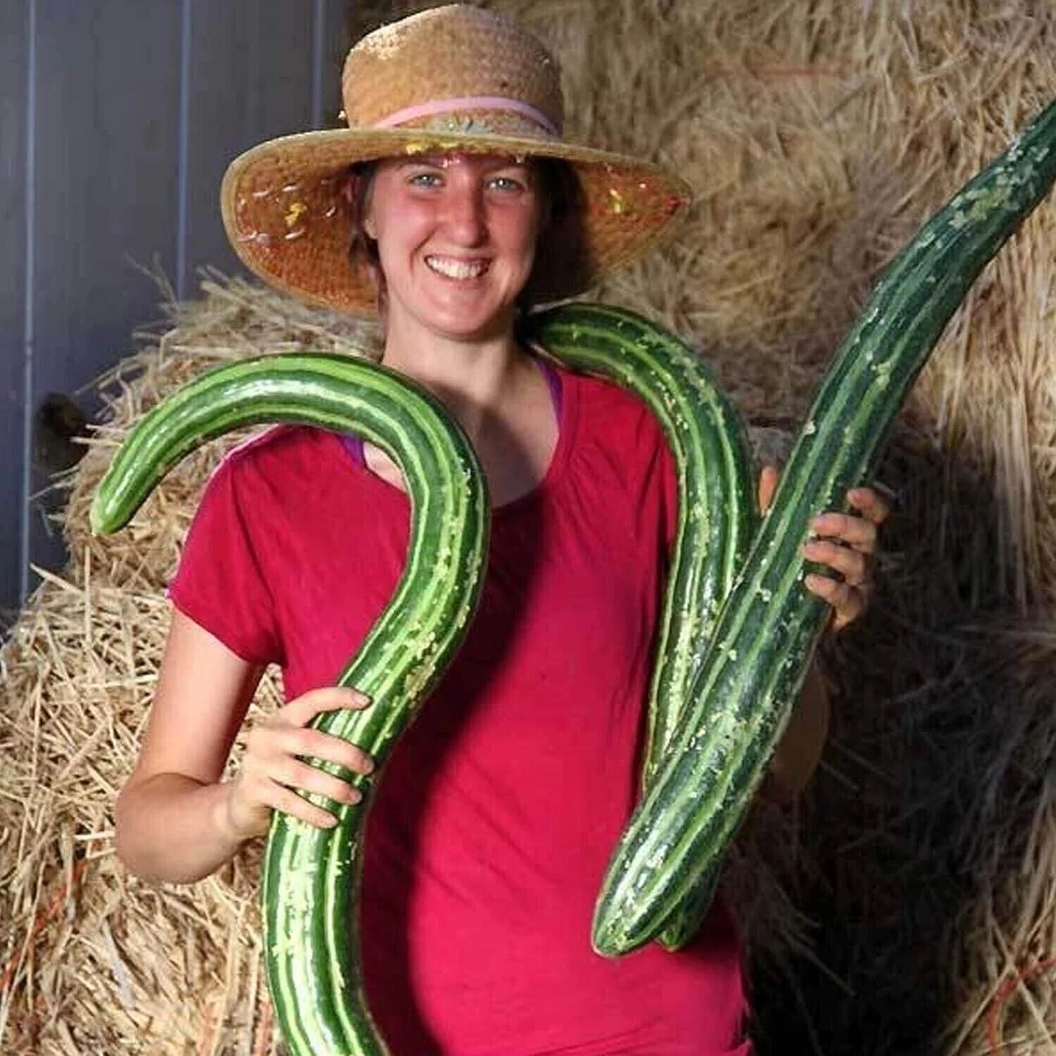 25+ Organic Heirloom Painted Serpent Cucumber Seeds - Rare Non-GMO Variety, Cucumis sativus