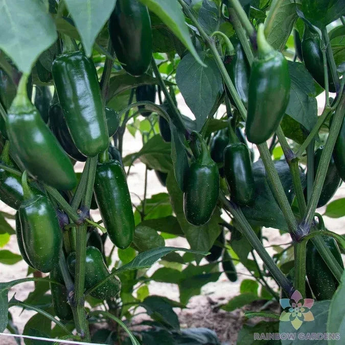 Capitan F1 Hot Pepper Seeds - 25+ Count - Garden Planting - Capsicum annuum - USA