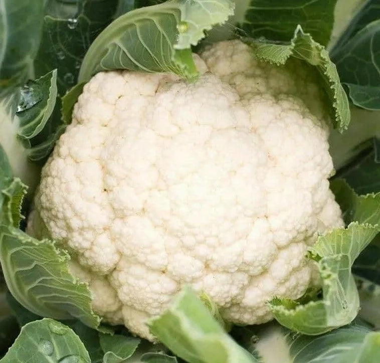 Cauliflower Seeds 300+ Self Blanche Cool Weather Vegetable Garden Seeds