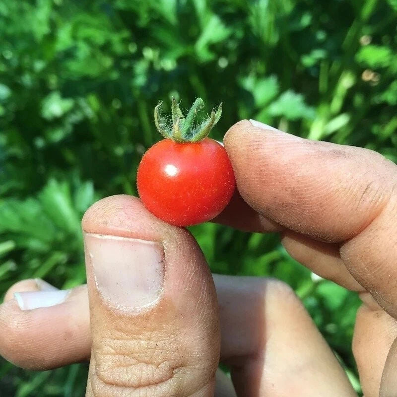 Red Currant Tomato Seeds - 120+ Heirloom Organic NON-GMO - Small Cherry Variety, Perfect for Home Gardening