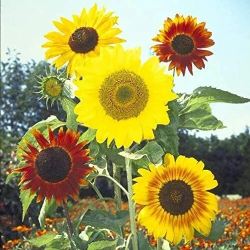 Mardi Gras Mix Sunflower Seeds - 50 Pack - Colorful Blooms for Hummingbirds & Butterflies - Helianthus annuus