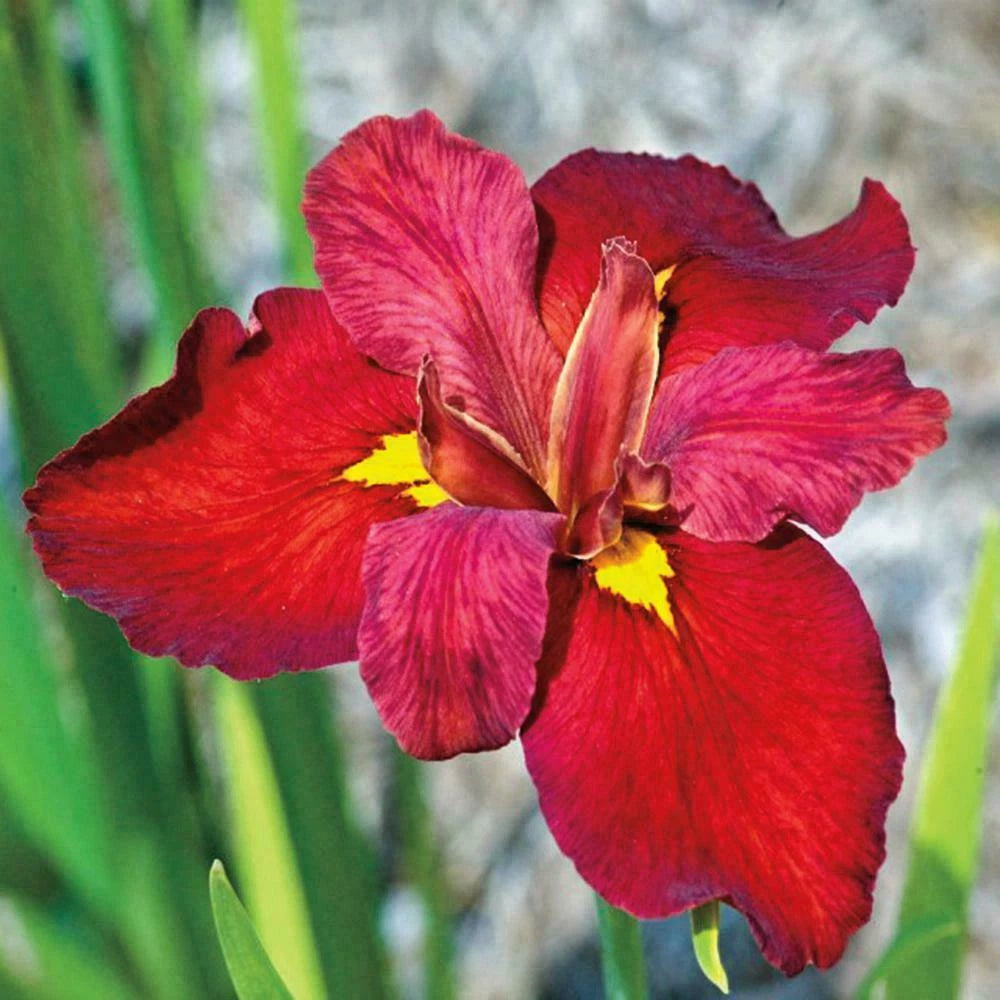 Blooming Size Ann Chowning Red Louisiana Iris - Aquatic Marginal Pond Plant, Iris fulva
