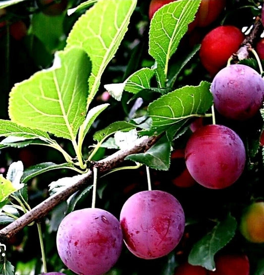 American Plum & Korean Giant Pear Cuttings - Grafting & Rooting - Prunus americana & Pyrus pyrifolia