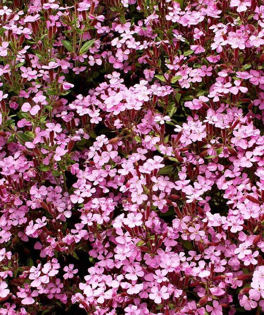 Groundcover Soapwort Seeds - Spreading Pink Perennial - Non-GMO - 1000 Seeds - Saponaria ocymoides