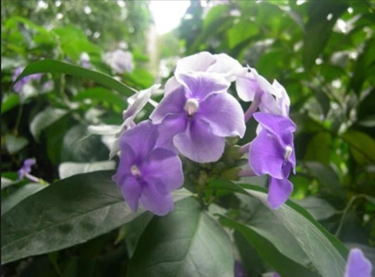 Jasmine Seeds - 15 Pack of Purple Flowering Jasmine - Jasminum spp.