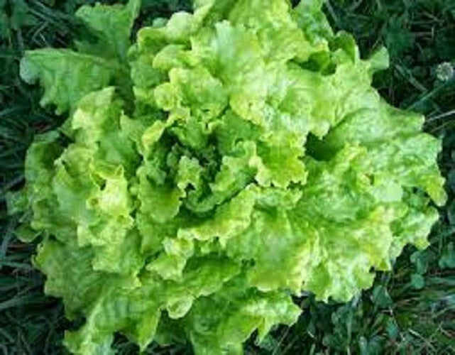 Black Seeded Simpson Leaf Lettuce Seeds - Organic Heirloom, Fresh, Non-GMO, Popular Variety