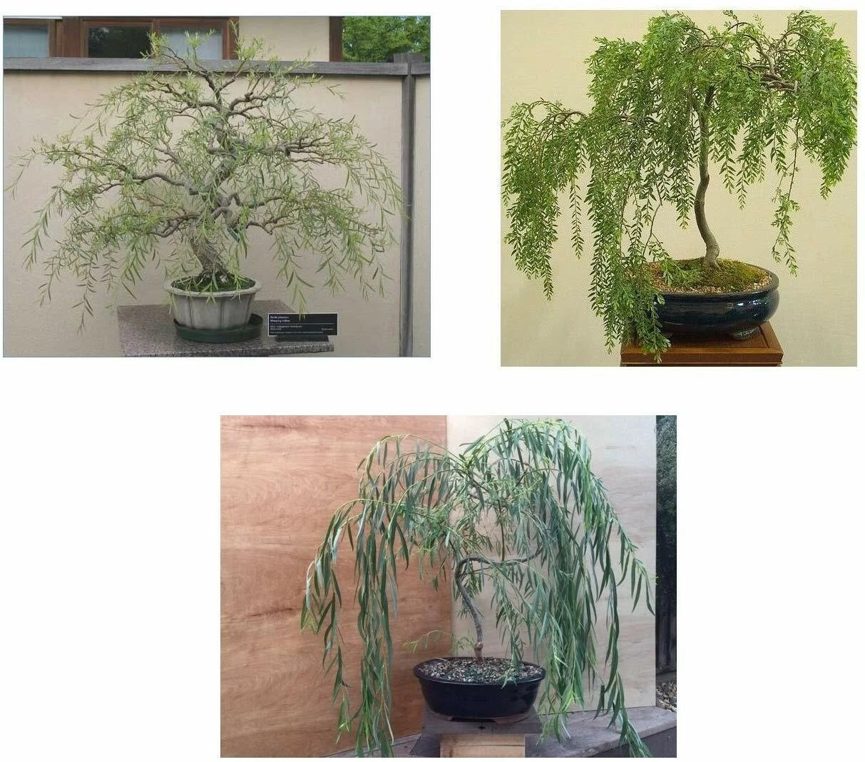 Bonsai Willow Tree Bundle - 3 Large Trunk Cuts - Exotic Bonsai (Salix)