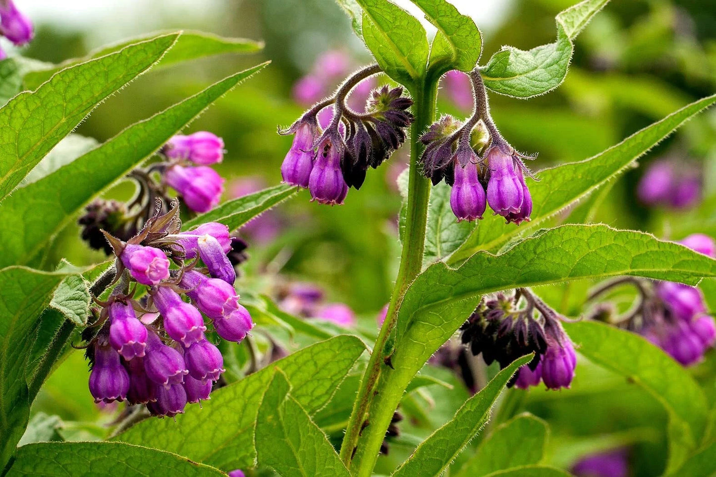 True Comfrey Seeds 30 Pack Non-GMO Heirloom Symphytum officinale Made in USA