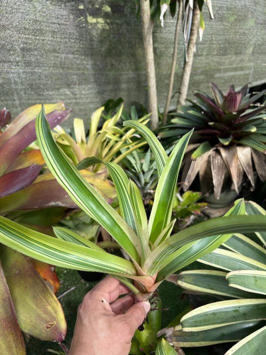 Bromeliad Plant - Aechmea 'Melodrama' - Tropical Indoor Houseplant - G. Groves Variety