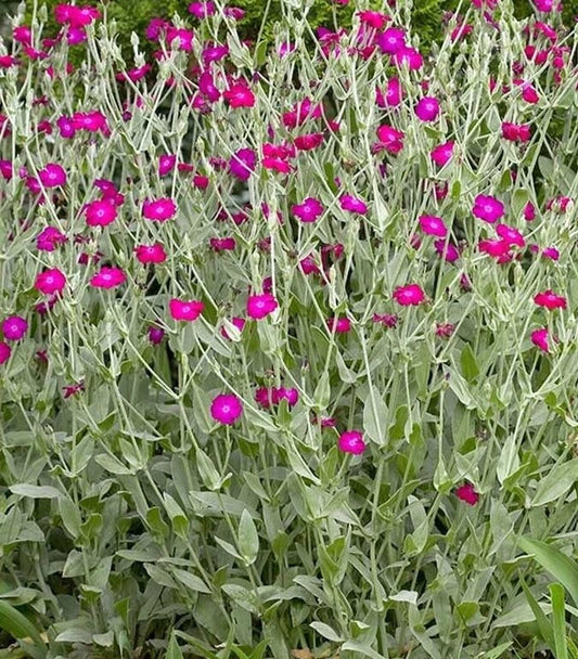 Lychnis Coronaria Seeds - Rose Companion Mix of Colors - 25 Perennial Flower Seeds for Garden Planting