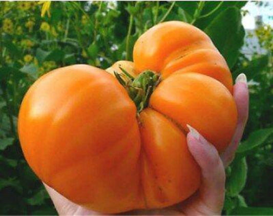 Amana Orange Tomato Seeds - 10+ Heirloom, Organic, Non-GMO - Rare Variety