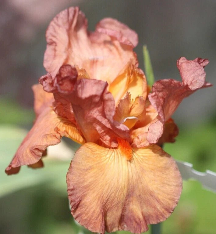 Iris Rhizome - Copper Classic - Iris Germanica - Hardy Perennial Flower Plant