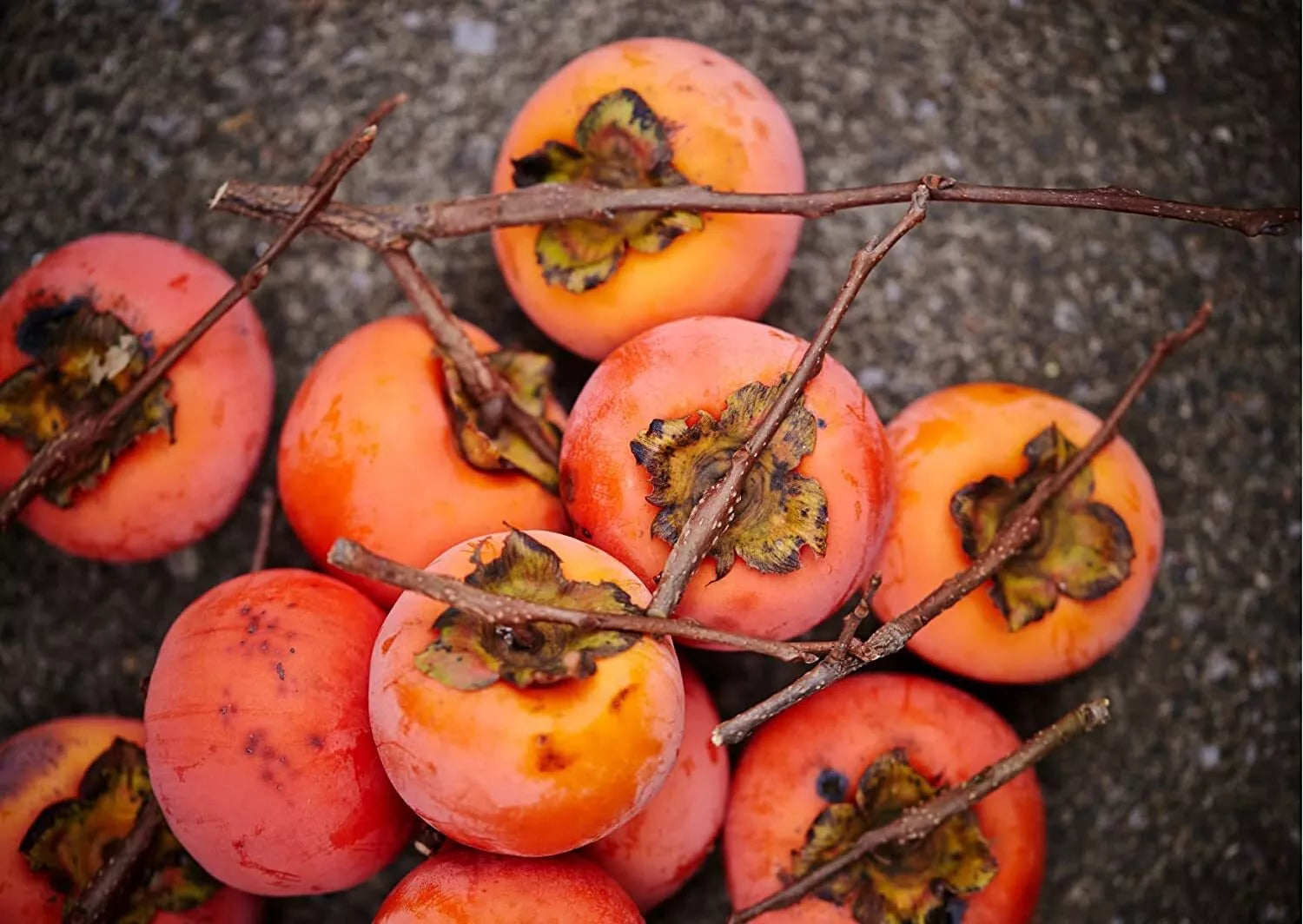 American Persimmon Seeds for Planting Outdoors | Non-GMO Heirloom Fruit Seeds | Diospyros virginiana