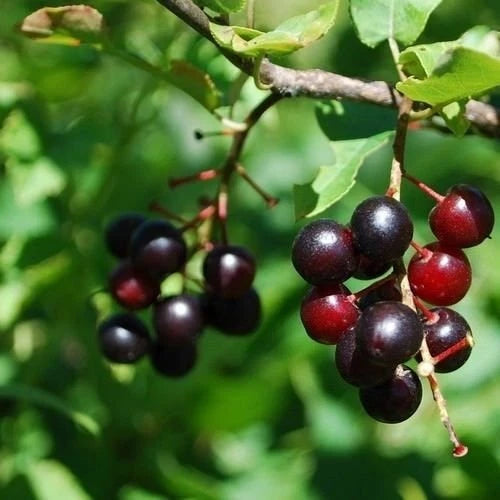 Black Cherry Tree Seeds 15+ Seeds Prunus serotina Organic Heirloom