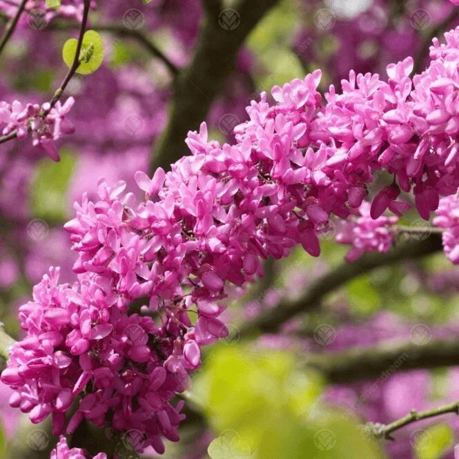 Judas Tree Seeds - 15 Seeds - Mediterranean Redbud Flowers - Cercis Siliquastrum