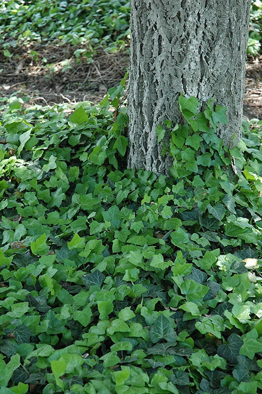Baltic Ivy Rooted Cuttings - Climbing Vine Ground Cover - Sub Zero Hardy (Hedera helix)