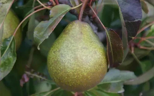 25+ Winter Nelis Pear Seeds for Planting | Pyrus communis | USA Grown, Organic, Heirloom