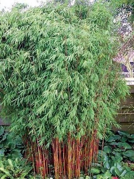 Red Dragon Bamboo Seeds - 50 Pack - Clumping Privacy Plant - Shade Screen - Perfect for Gardens - US Seller
