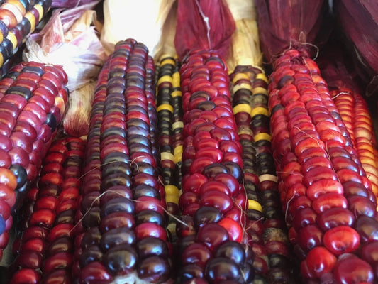 Indian Corn Seeds - 15+ Heirloom Non-GMO Seeds for Planting - Vibrant Colorful Varieties