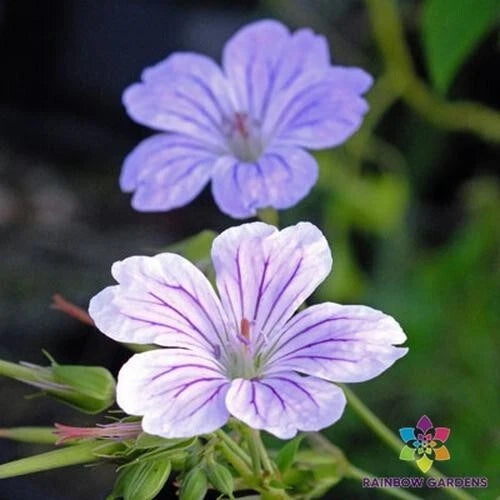 25+ Hexham Big Eyes Geranium Seeds - Garden Planting - Pelargonium 'Hexham Big Eyes' - USA - Free Shipping