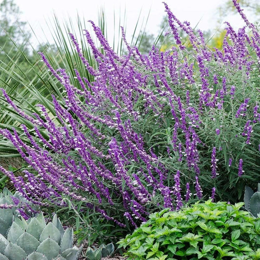 50 Leucantha Salvia Seeds | Perennial Flower Seeds | Hummingbird Attracting | Salvia leucantha