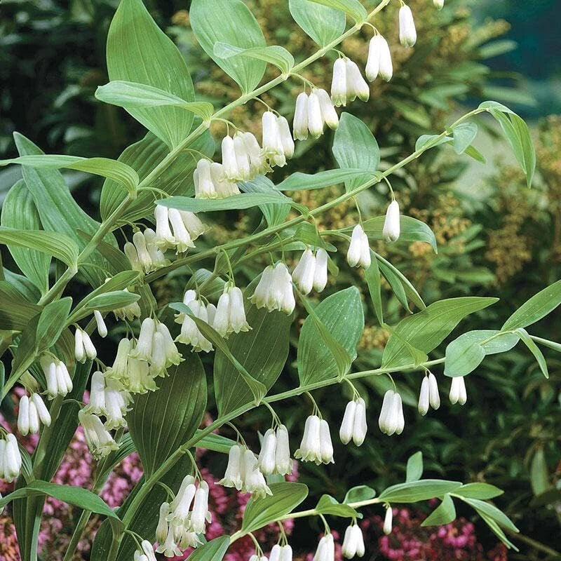 Great Solomon's Seal Seeds (20 Seeds) - Polygonatum biflorum - Perennial Planting Seeds for Gardens