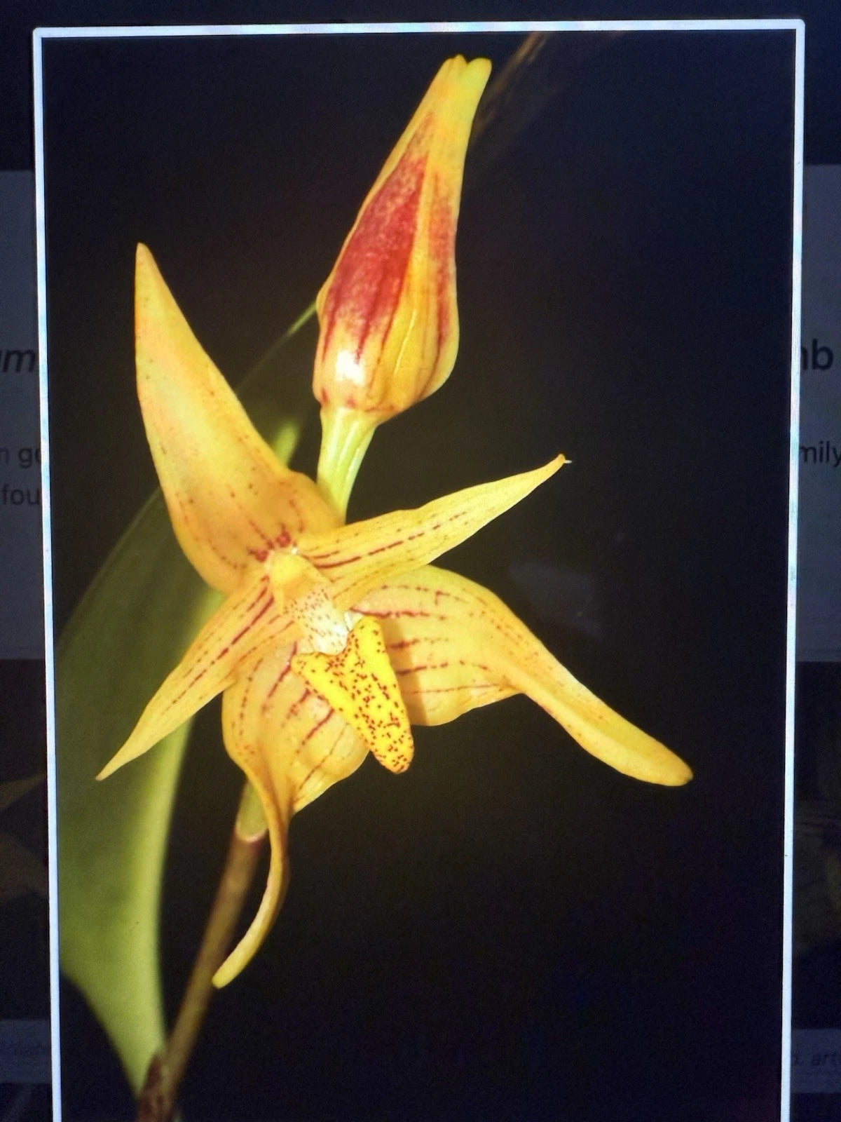 Bulbo Orchid Plant Bulbs - Small Bare Root Variety - 15 Different Options - Perfect for Gardening and Home Decor