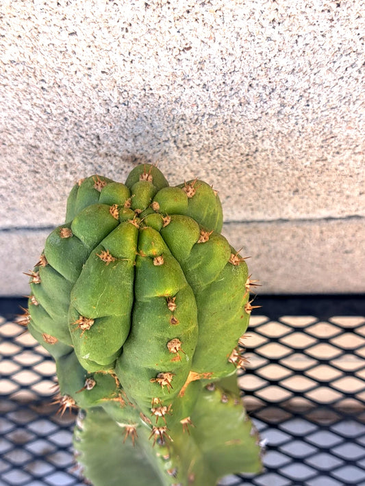 Cereus Cactus Cutting 10.5" Hybrid Juuls Giant x Macrogonus - Rare Indoor Plant, Tropical Succulent, Exotic Greenery