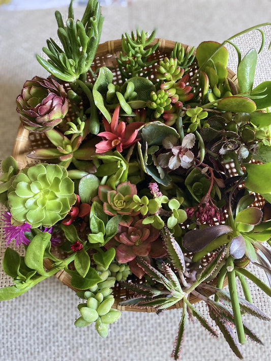 Assorted Organic Succulent Cuttings - 12 Pack - Ideal for DIY Planters - Perfect for Home Decor - Various Varieties