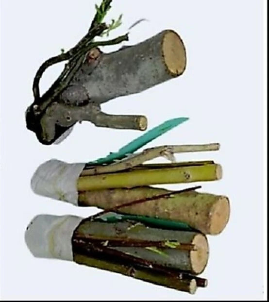 Bonsai Willow Tree Cuttings - 3 Thick Trunks - Australian Weeping Dragon - Salix babylonica