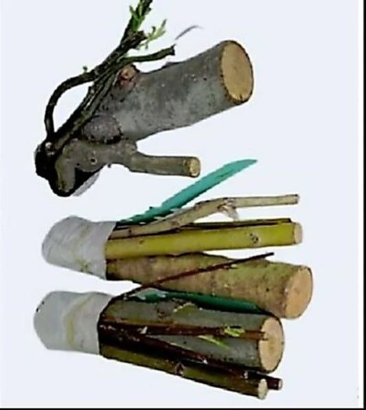 Bonsai Willow Tree Cuttings - 3 Thick Trunks - Australian Weeping Dragon - Salix babylonica