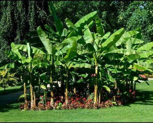 Cold Hardy Banana Tree Starter Plant - Small Rooted Musa - Live Tropical Plant for Home and Garden Decor